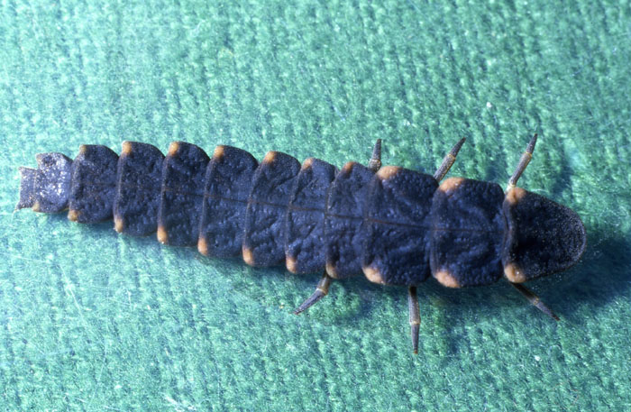 Larva di Lampyris noctiluca